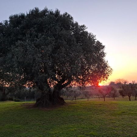 Agriturismo Il Vecchio Olivo Castagneto Carducci Extérieur photo