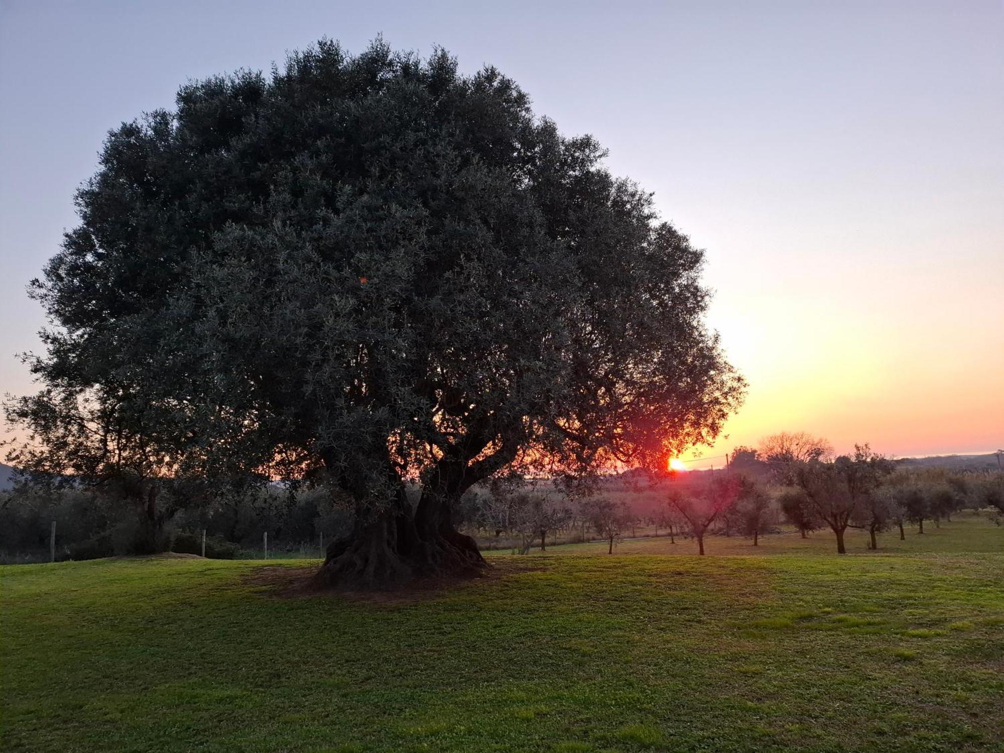 Agriturismo Il Vecchio Olivo Castagneto Carducci Extérieur photo
